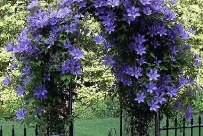 entrada floral