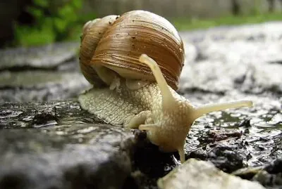 Schnecke jigsaw puzzle