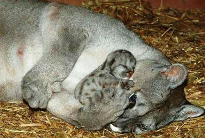 mom#181 jigsaw puzzle