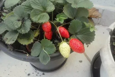 PÃ© de Morango no vaso