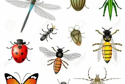 inseptos jigsaw puzzle