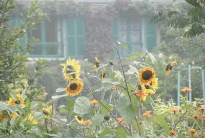 CLAUDE MONET jigsaw puzzle