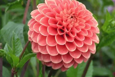 dahlia
