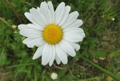 marguerite jigsaw puzzle