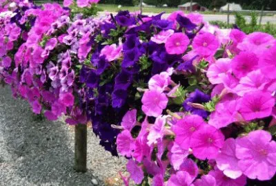 petunias