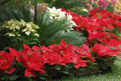 santa rita