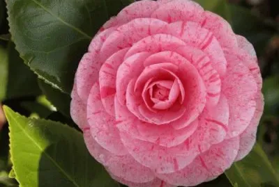 camelia