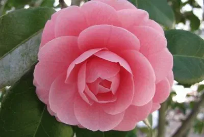 camelia
