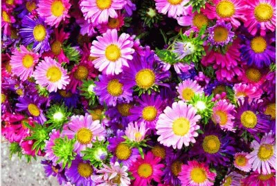 flores coloridas