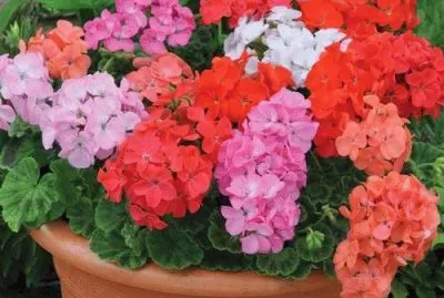 macesetero con malvas