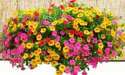 maceta colgante con flores varias jigsaw puzzle