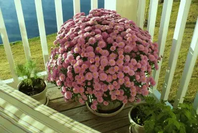 tiestos jigsaw puzzle