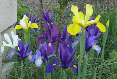 lirios violetas y amarillos