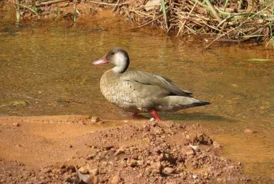 Pé Vermelho jigsaw puzzle