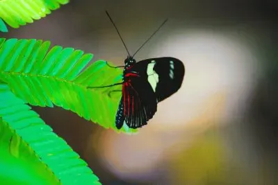 Borboleta jigsaw puzzle