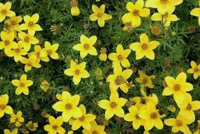 פאזל של Bidens ferulifolia