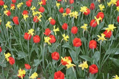 פאזל של Tulpenbeet