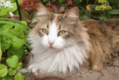 General