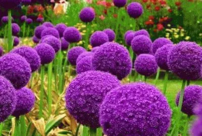 פאזל של flores