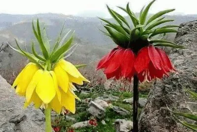 פאזל של bellas flores