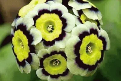 flor redonda