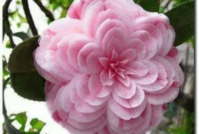 פאזל של camelia rosa