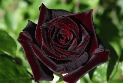 פאזל של rosa bordo