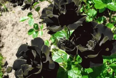 rosa negra