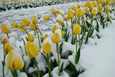 פאזל של tulipanes amarillos en nieve