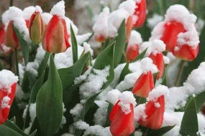 פאזל של tulipanes nevados