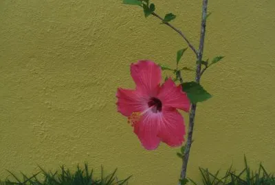 Hibisco SolitÃ¡rio