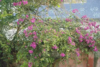 Primavera