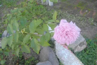 Rosa SolitÃ¡ria