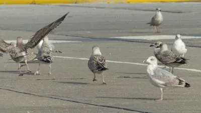 MÃ¶wen jigsaw puzzle