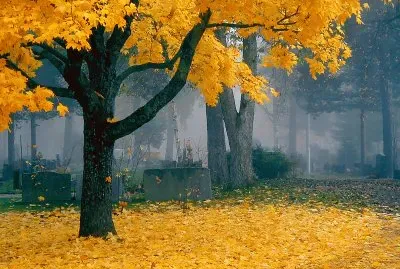 Natureza