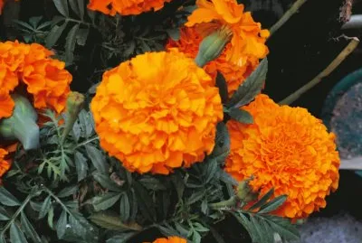 פאזל של estivalpr