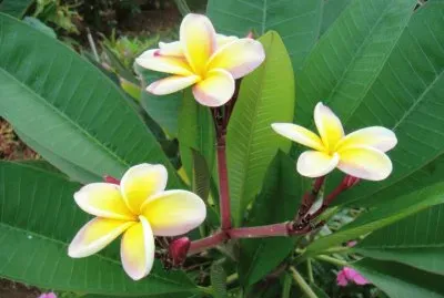 Beautiful pics of Hawaii's beauty jigsaw puzzle