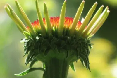 פאזל של echinacea