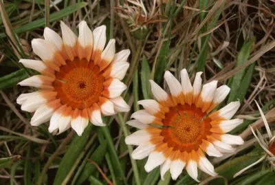 GAZANIA