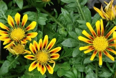 gazania