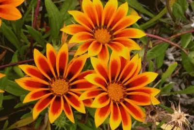 gazania