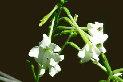 nicotiniana jigsaw puzzle