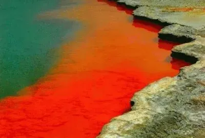 En la Reserva Rotorua. Nueva Zelanda jigsaw puzzle