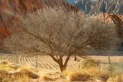 Purmamarca. Jujuy. Argentina