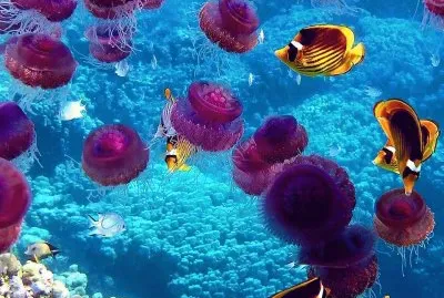 natureza2