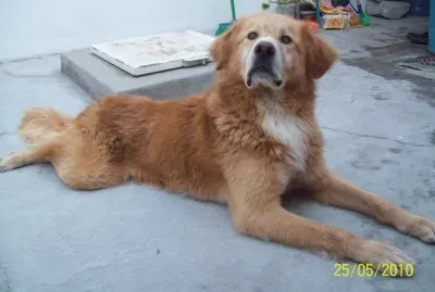 פאזל של mascotas