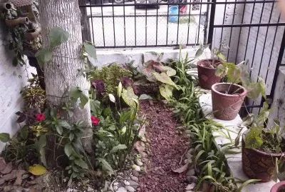 jardin
