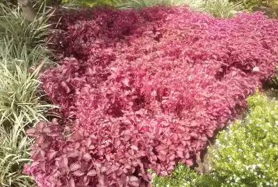 flores