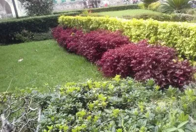 jardin