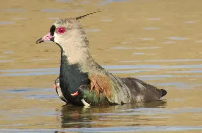 Quero-quero tomando banho jigsaw puzzle